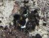 Bembidion quadrimaculatum
